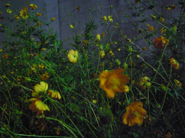 夜の花